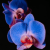 Phalaenopsis